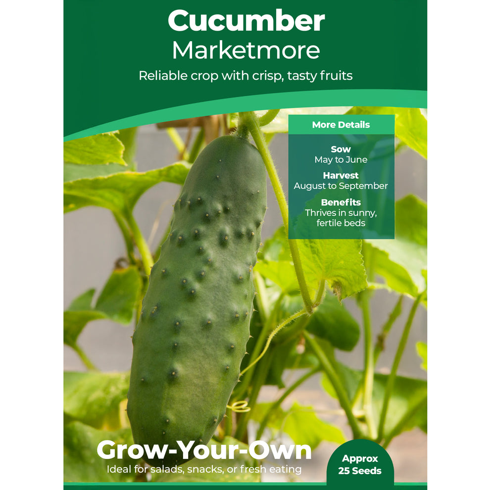 Marketmore Cucumber Seeds | Vine Plants | Free UK Delivery – Gardeners ...