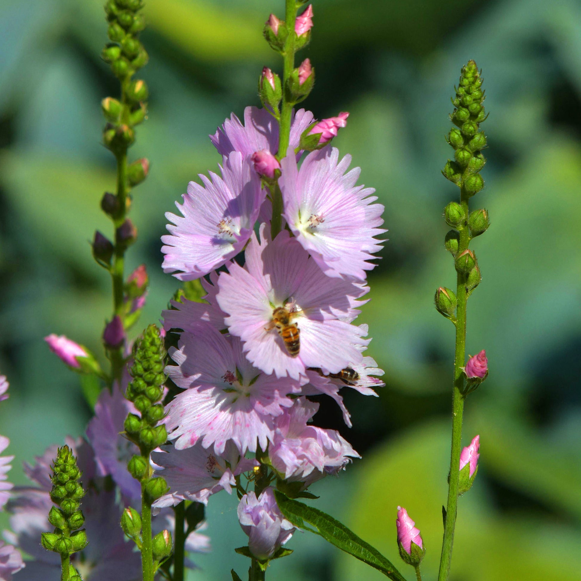 Sidalcea 'Little Princess'