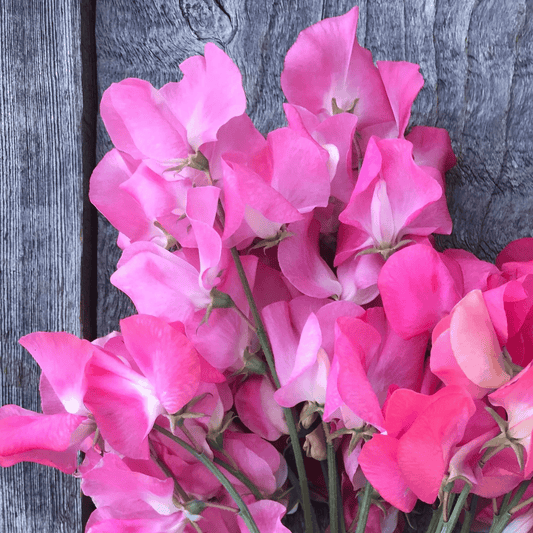 Sweet Pea 'Mrs R Bolton' Carry Pack