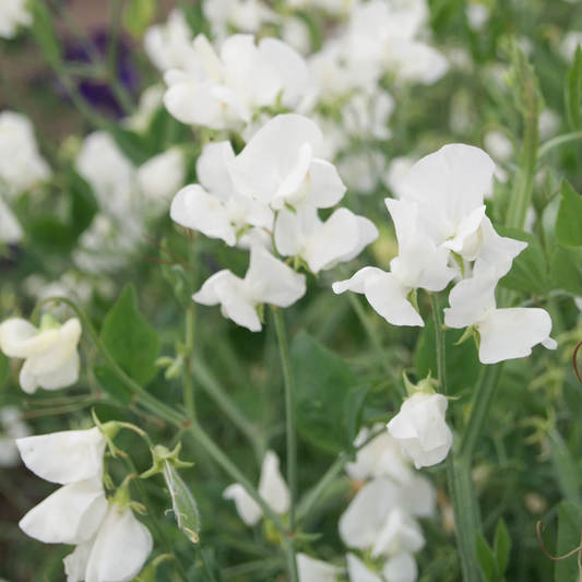 Sweet Pea 'White Ensign' Carry Pack