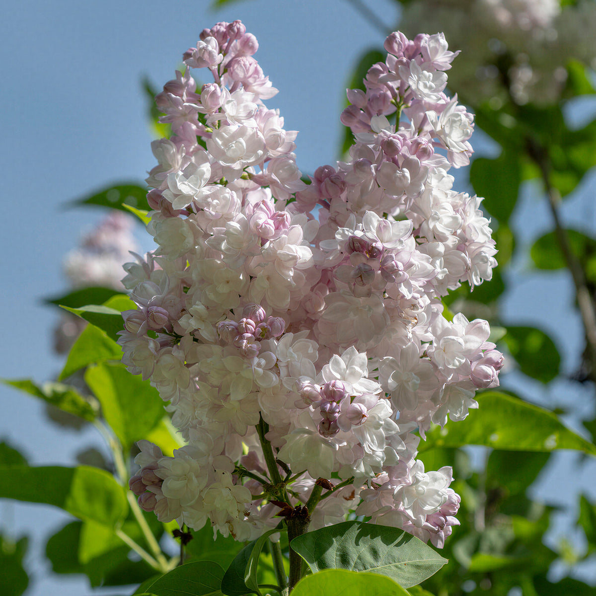 Syringa 'Beauty of Moscow' | Common Lilac – Gardeners Dream