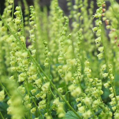 Telima Tellima grandiflora | Fringecups – Gardeners Dream