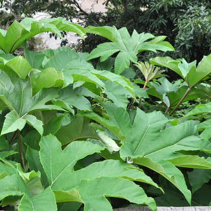 Tetrapanax 'Rex' | Rice Paper Plant – Gardeners Dream