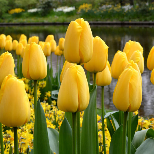 Tulip 'Golden Parade'