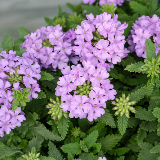 Verbena Lavender Carry Pack