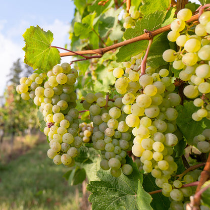 Grape 'Riesling' | Grape – Gardeners Dream