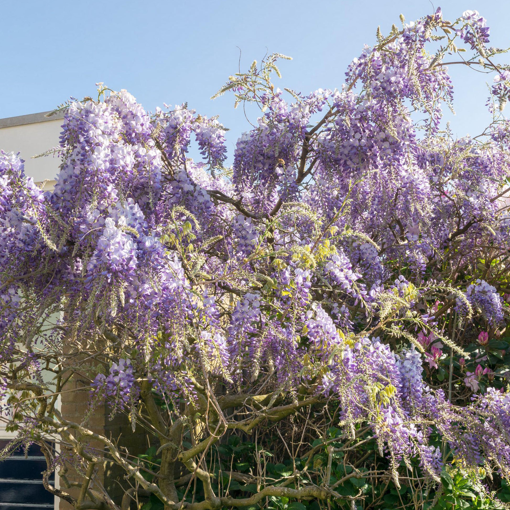 Wisteria 'Prolific'