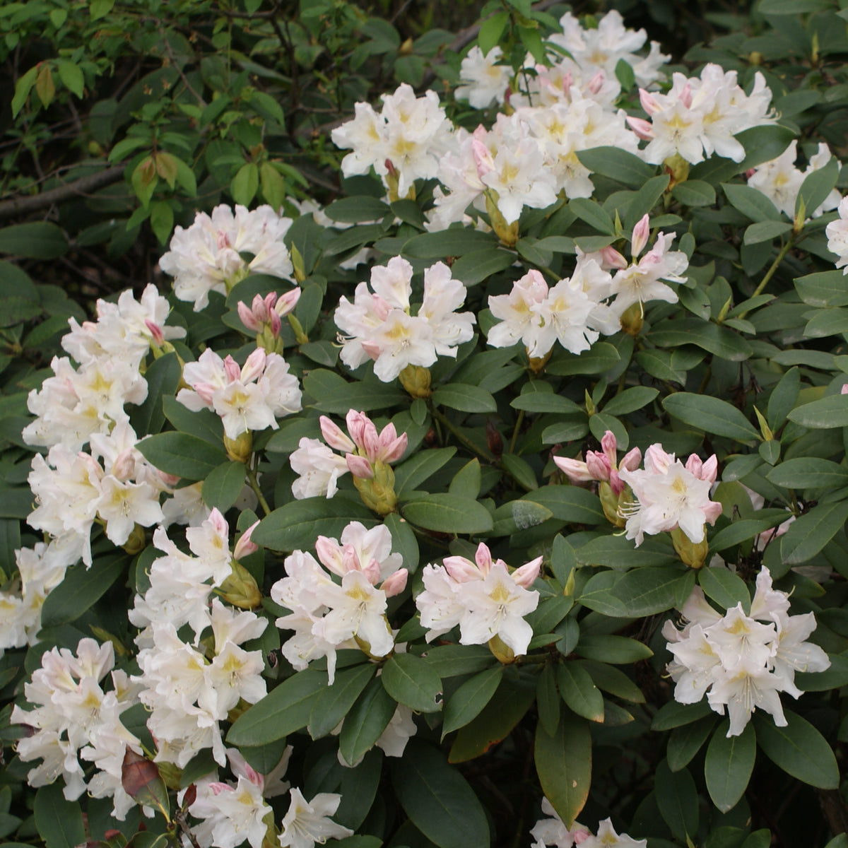 Witte Rhodondendron Rhododendron 'Cunningham's White' | Hardy Hybrid – Gardeners Dream