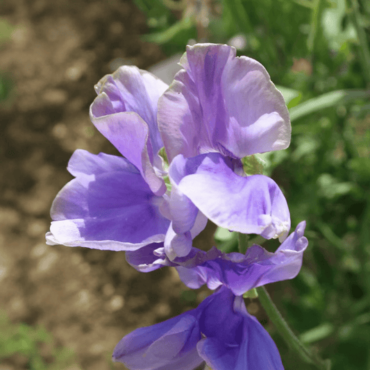 Sweet Pea 'Noel Sutton' Carry Pack