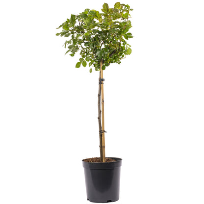 Purple Potted Rose on Standard Stem | Rose – Gardeners Dream