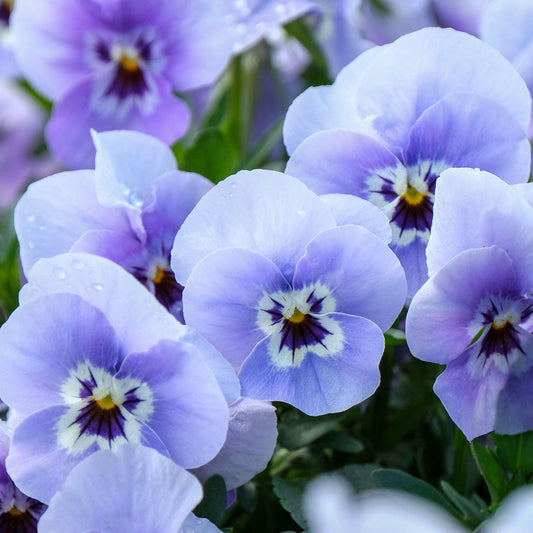 Viola Blue Marina