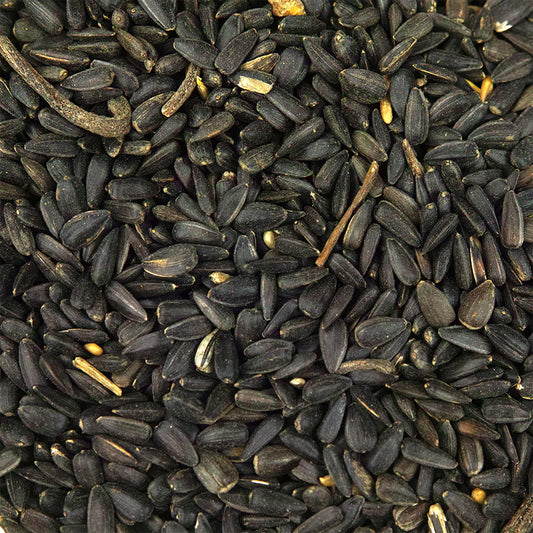 SQUAWK Black Oil Sunflower Seeds (Tubs)