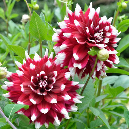 Dahlia Duet Plant