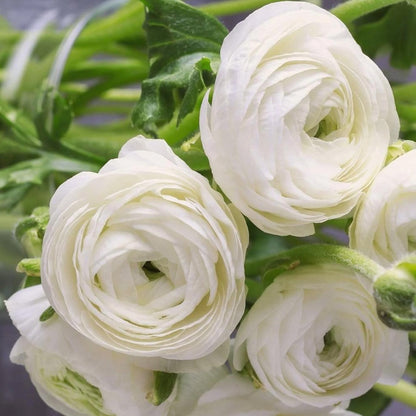 Ranunculus 'Snow White' | Ranunculus Corms – Gardeners Dream