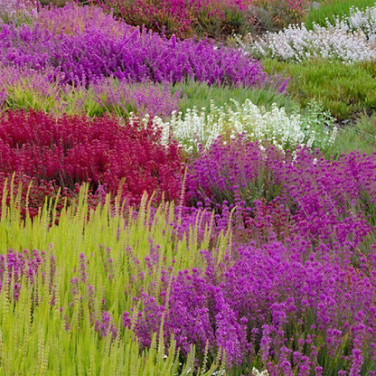 Erica Heather Mix | Winter Heather – Gardeners Dream