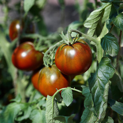 Tomato 'Ruby Falls' Seeds | Easy to Grow Tasty Tomatoes – Gardeners Dream