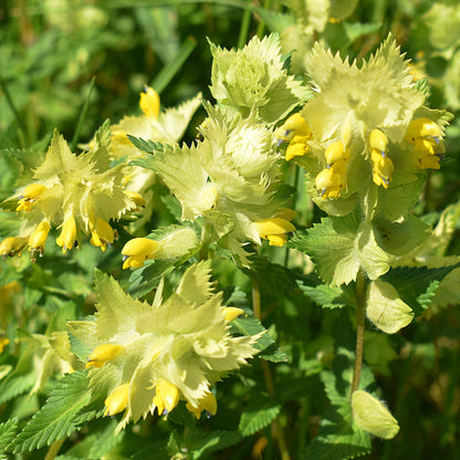 Wildflower 'Yellow Rattle' Seeds | Outdoor Garden Annuals – Gardeners Dream