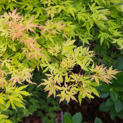 Acer palmatum Metamorphosa Tree | Japanese Maple | Free UK Delivery ...