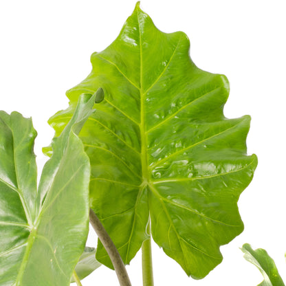 Alocasia Portodora 'Elephant Ears' plant - Plants for sale