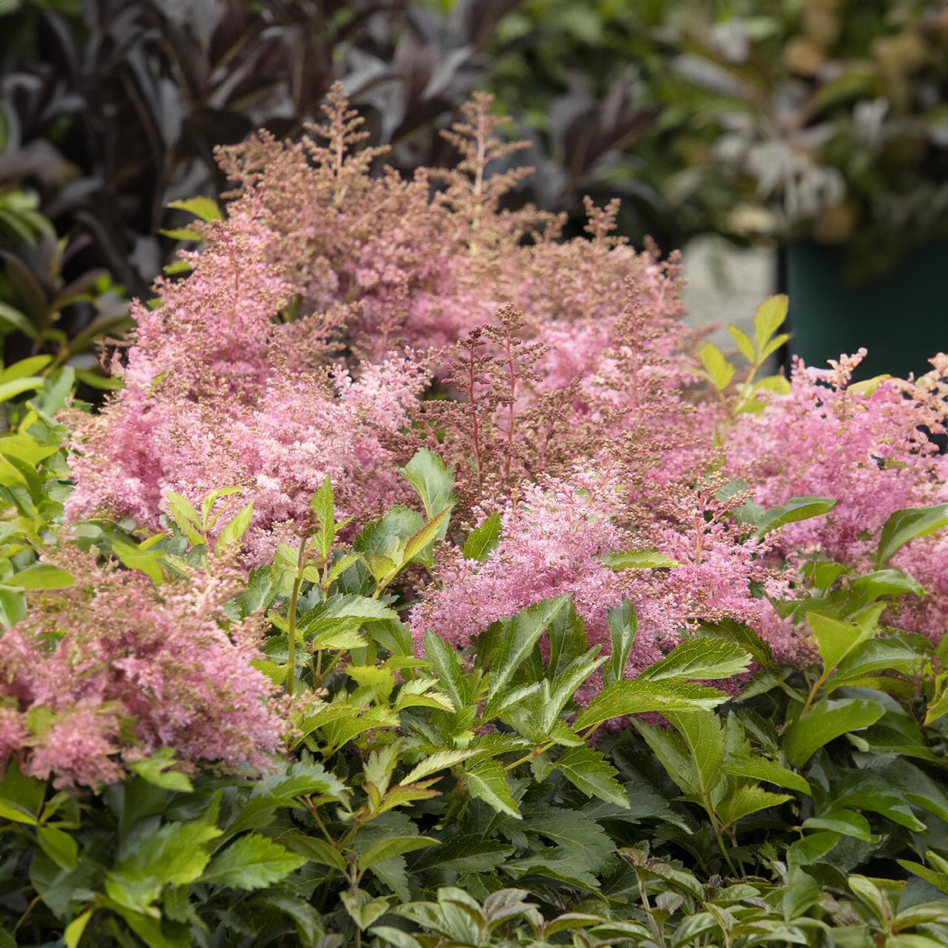 Astilbe Wonderful Day