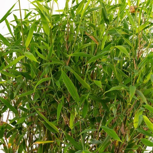 Fargesia 'Winter Black'