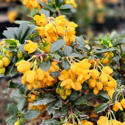 Berberis 'Compacta' | Barberry – Gardeners Dream