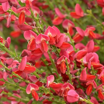 Cytisus Red Cytisus 'Red Favourite' | Broom Plant – Gardeners Dream