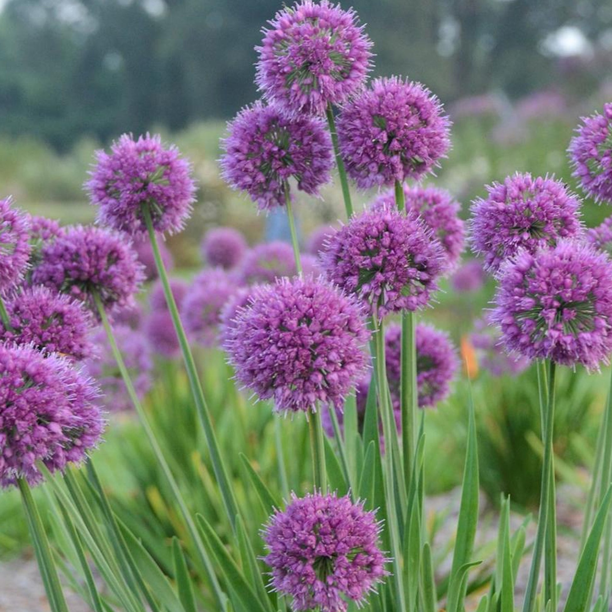 allium lavender bubbles plants Allium 'Lavender Bubbles'