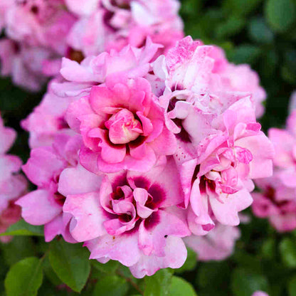 Rosa 'Angel Eyes' | Bright Eyes – Gardeners Dream