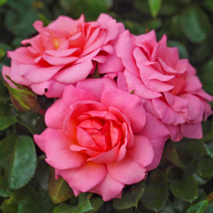 Rosa 'Anne's Rose' | Floribunda Rose – Gardeners Dream