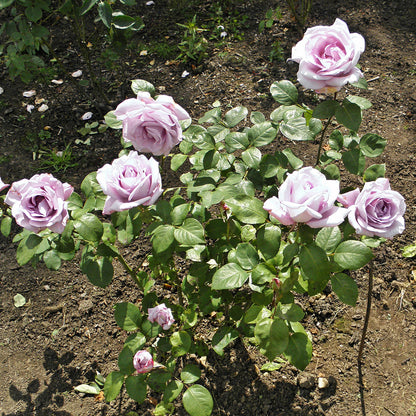 Rosa 'Blue Girl' | Hybrid Tea Rose – Gardeners Dream