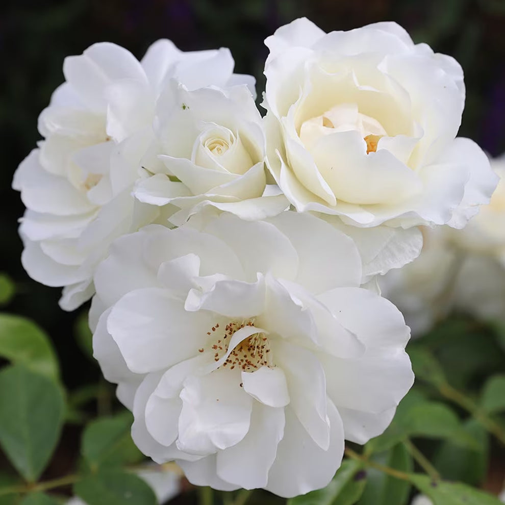 Rosa 'Iceberg' | Bush Rose – Gardeners Dream