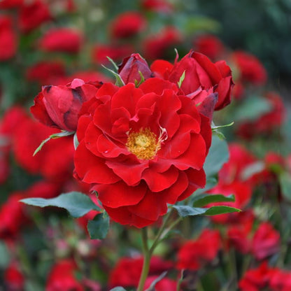 Rosa 'Red Wanderer' | Bush Rose – Gardeners Dream