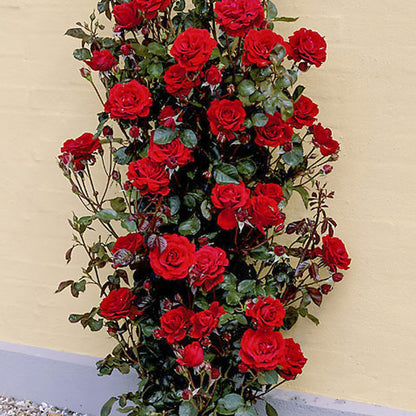 Rosa 'Courtyard Carimbo' | Climbing Rose – Gardeners Dream