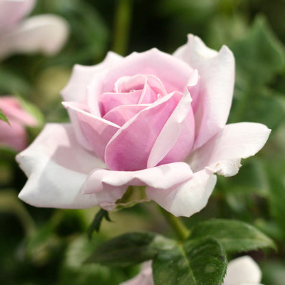 Rosa 'Hopes and Dreams' | Bush Rose – Gardeners Dream