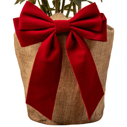 Festive Wrapped Christmas Rose | Gift Wrapped Plant – Gardeners Dream