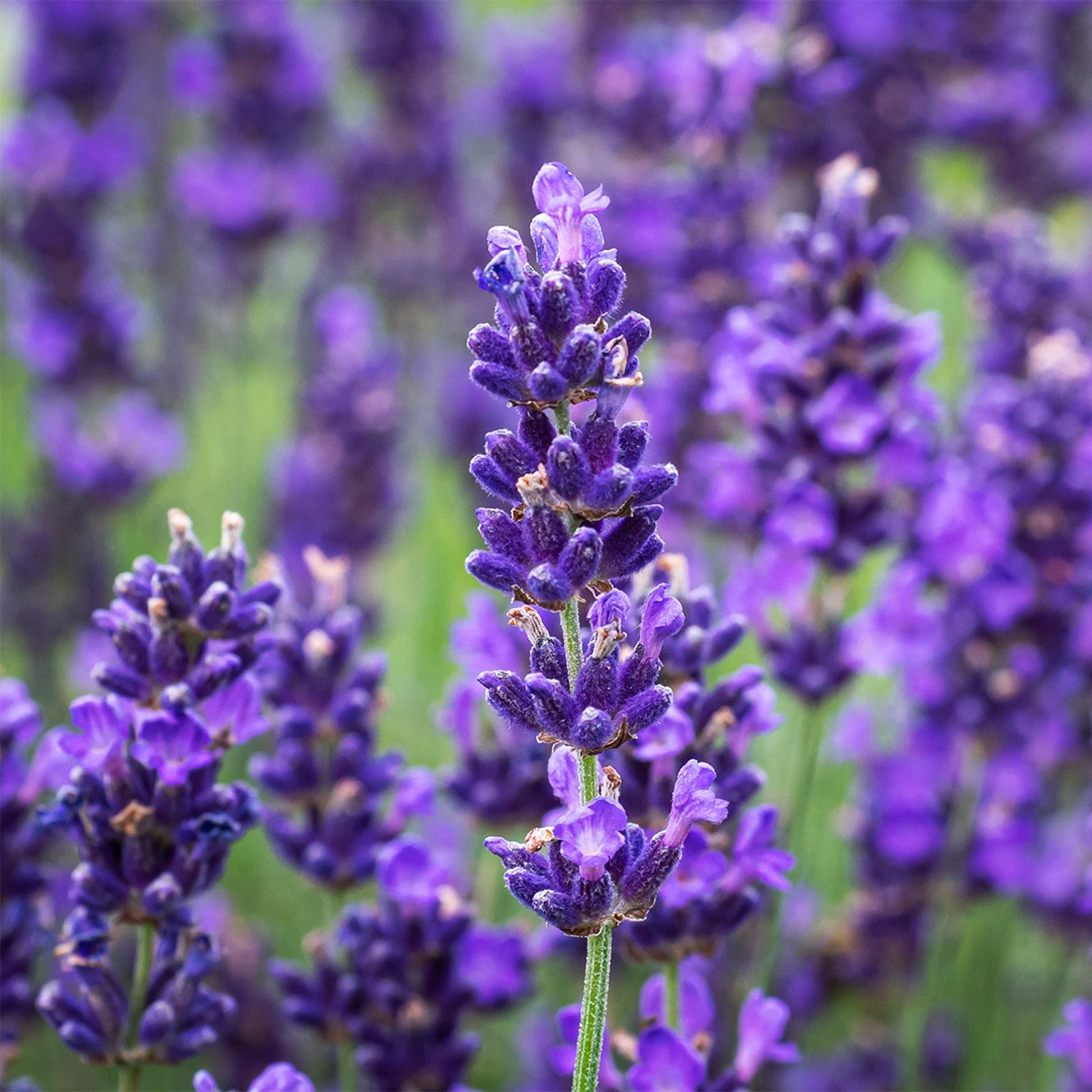 uk lavender plants English Lavender