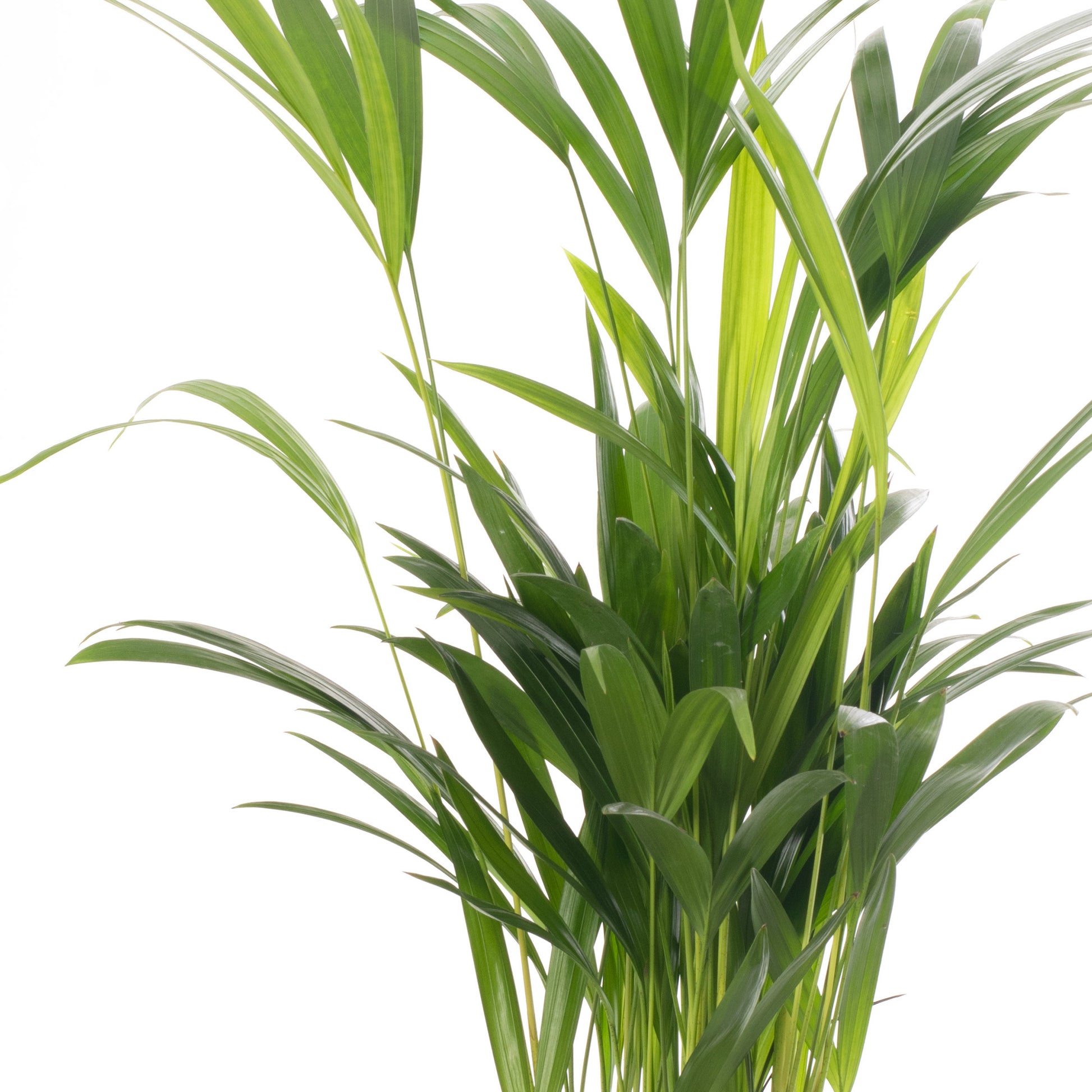 areca palm for sale uk Mother's Day Gift Plant - Areca Palm