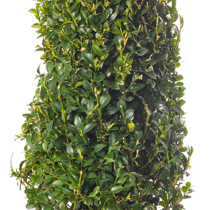Mother's Day Gift - Box Pyramid Topiary Tree | Free UK Delivery Over £ ...