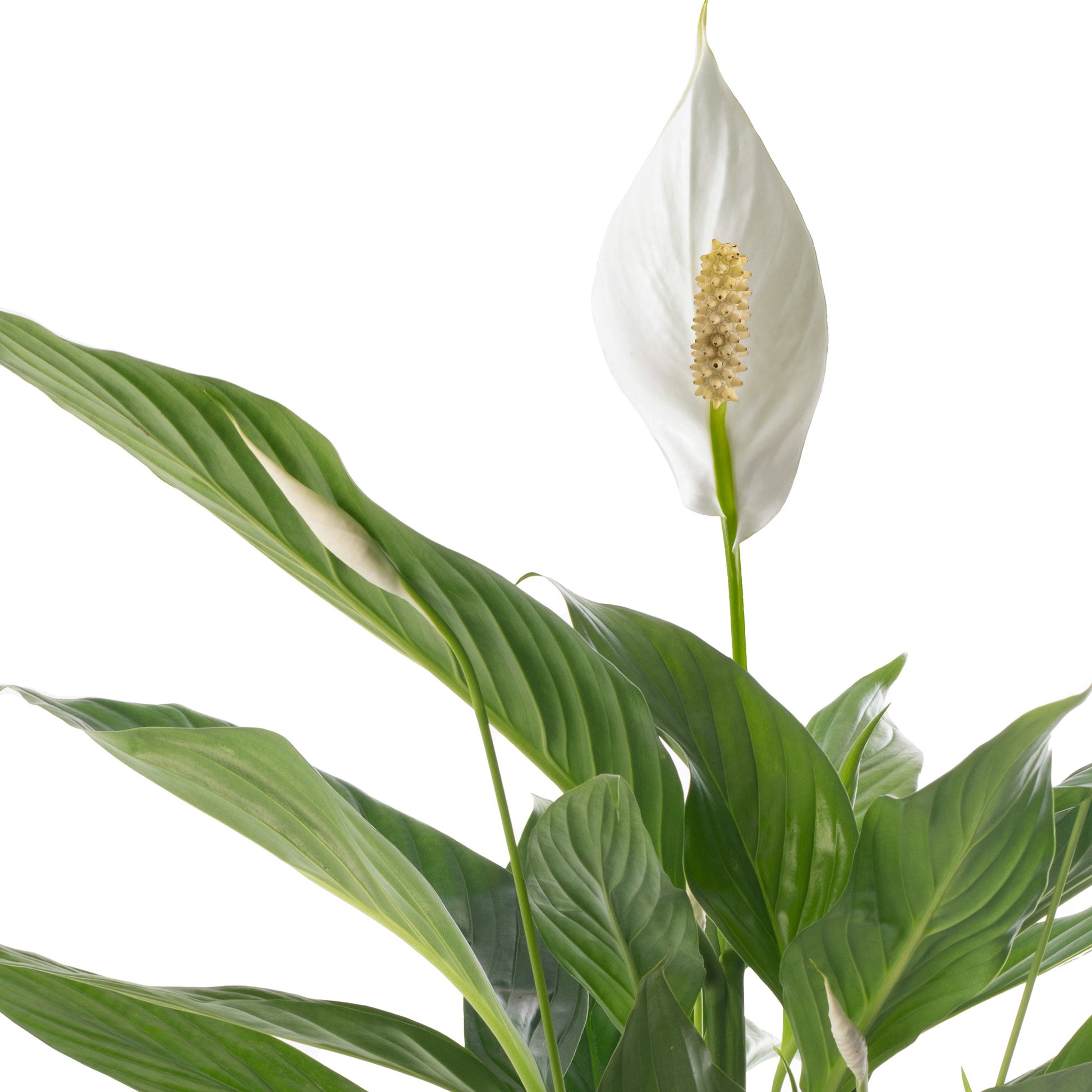 peace lily delivered uk Mother's Day Gift Plant - Spathiphyllum Peace Lily