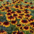 Rudbeckia 'Summerina Sizzling Sunset'