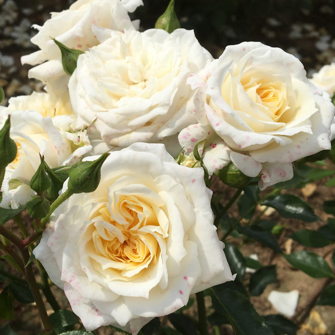 Pave White Roses Rosa 'White Patio' | Patio Rose – Gardeners Dream