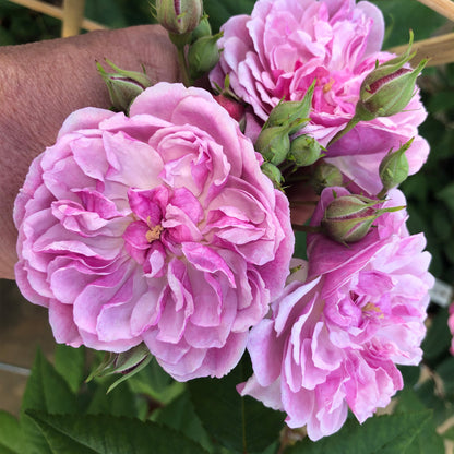 Rosa 'Romantic Siluetta' | Rambling Rose – Gardeners Dream
