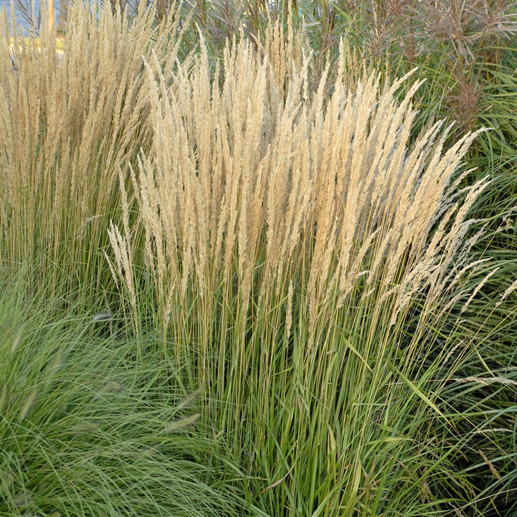 Calamagrostis Karl Foerster Outdoor Plants Gardeners Dream calamagrostis-karl-foerster-outdoor-plants-gardeners-dream