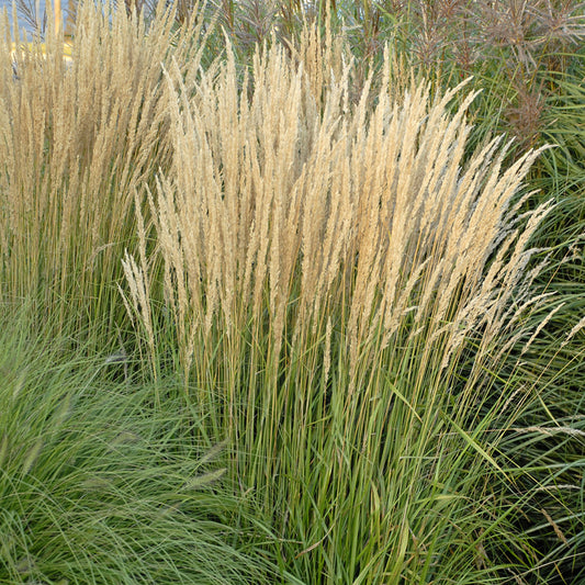 Calamagrostis 'Karl Foerster'