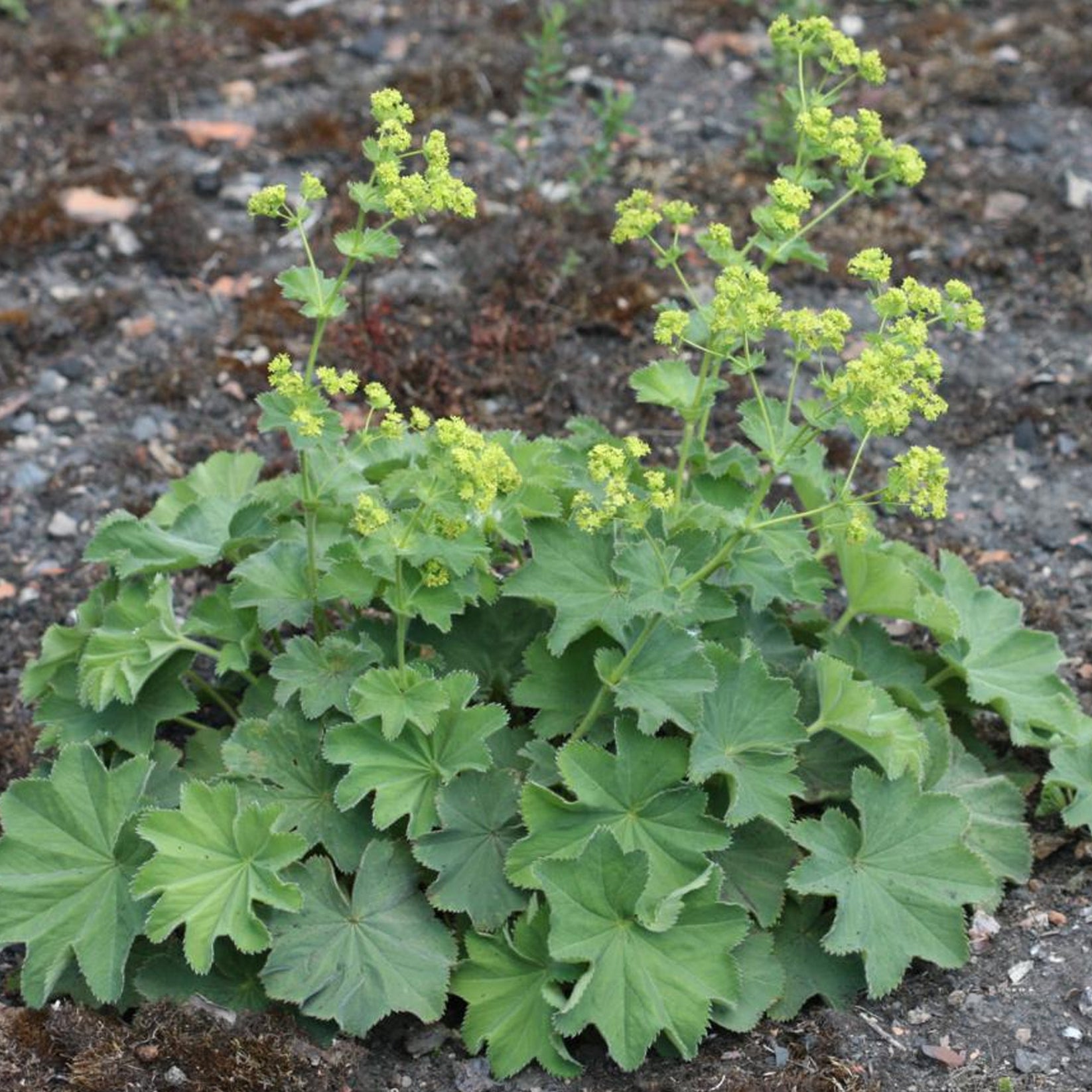 alchemilla-mollis-outdoor-plants-gardeners-dream