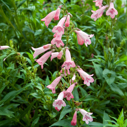 Penstemon Apple Blossom Outdoor Plants Gardeners Dream penstemon-apple-blossom-outdoor-plants-gardeners-dream