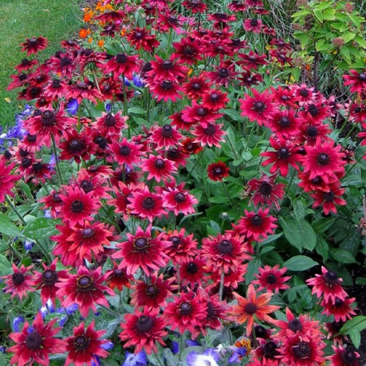 Rudbeckia hirta Cherry Brandy - Muller Seeds Rudbeckia hirta Cherry Brandy - Muller Seeds
