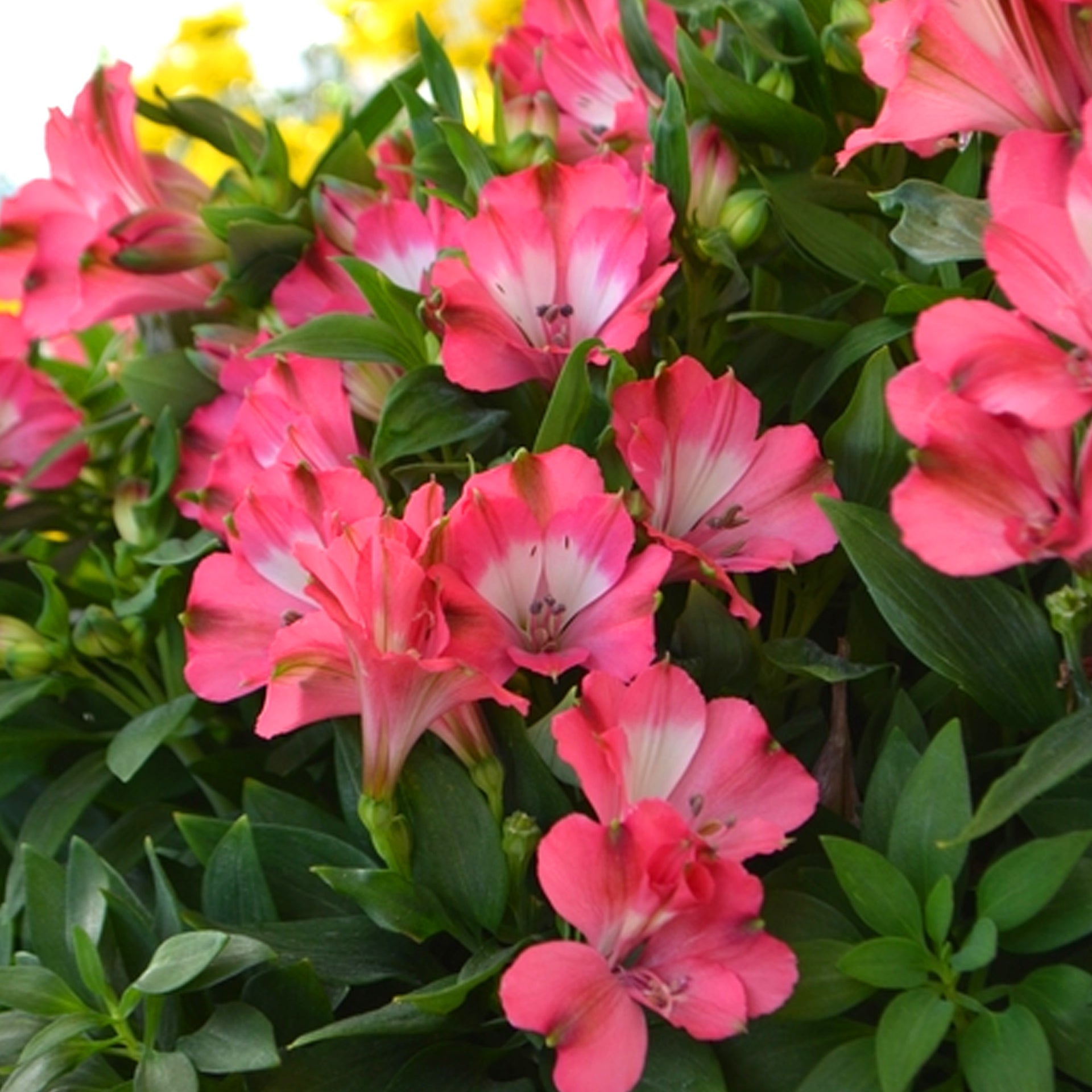 Alstroemeria Romance