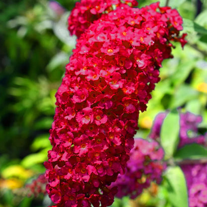 Buddleia Duo Red and White | Butterfly Bush – Gardeners Dream